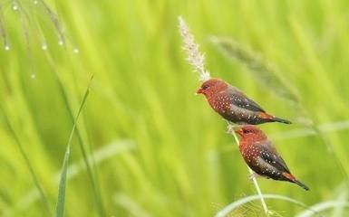  「羽色」红梅花雀是小型鸟类，该鸟羽色鲜艳、美丽，需要加大保护力度