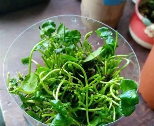  绿萝■黄叶快死的五种花卉，狠狠给它剪秃了，过几天呼呼长出一大堆