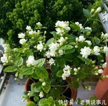 #开爆#这些花,命太大,成桶成桶喝水,烈日下开花,开爆整个夏天
