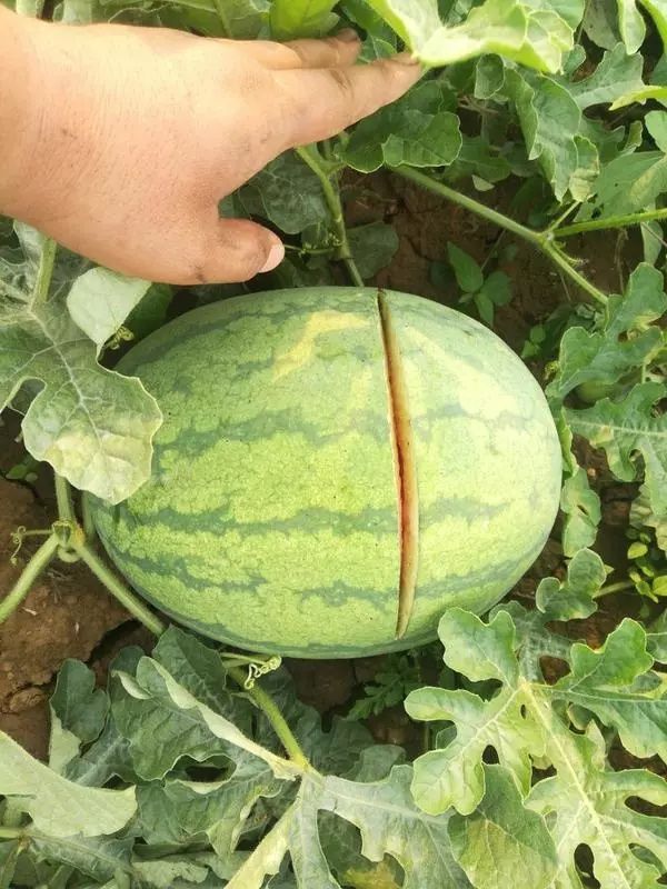 登封2万多斤西瓜被砍烂事件进展:全村动员找凶手!有人打电话要