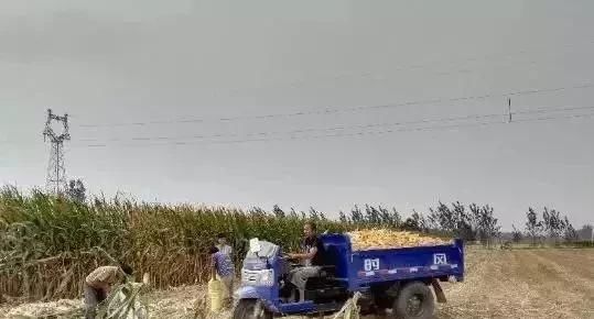  「玉米」刚在老家地里看到的画面，是谁的爹娘？很多人看完湿了