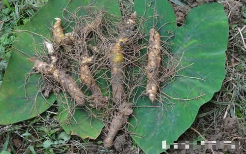  盆栽@它是如此的珍贵，请您高抬贵手，别摘掉，目前120元一斤