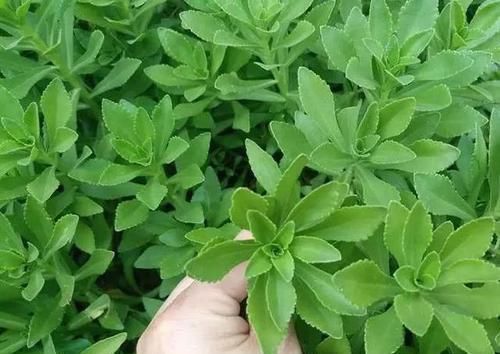  「野菜」这种菜全国适种，零下30度也能活，市面上走货少、比较