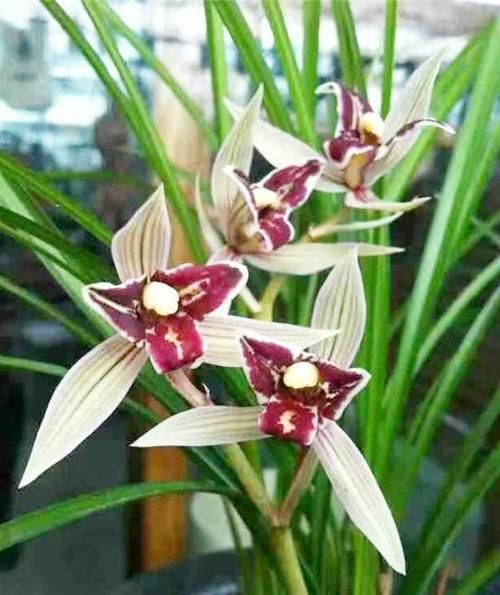  「艳丽」曾天价一苗的兰花，现已普草价，花色艳丽，花香浓郁，是养兰首选