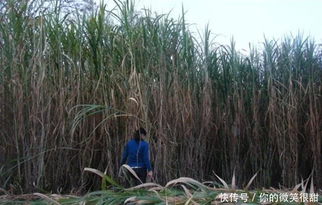 种一次每个月都能割，每亩能产2万棵，一条根能深入地下12米