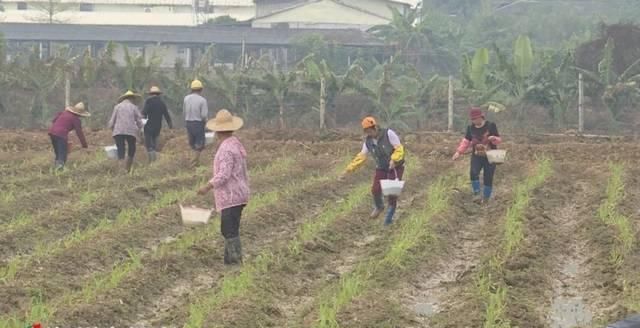  【铁铺镇坎下村】土地流转出效益乡村振兴有活力