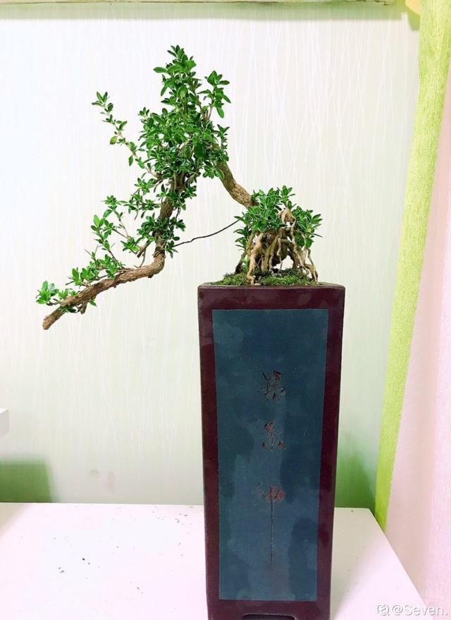  『漂亮』农村不起眼的树，挖一棵做盆景，比买得还要好看