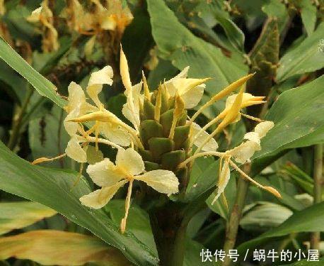  植物■院子里养这几种花，好看又好养，十里飘香，邻居看见都羡慕
