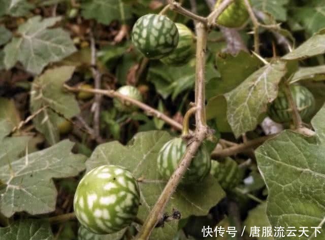 「人称」山沟里,有1种野草叶片带刺,人称“刺天茄”,有小果子,珍贵!