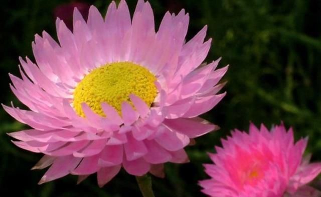  #花色#养花费钱？“3种花”几块钱买一盆，花色多又艳，四季开花拦不住
