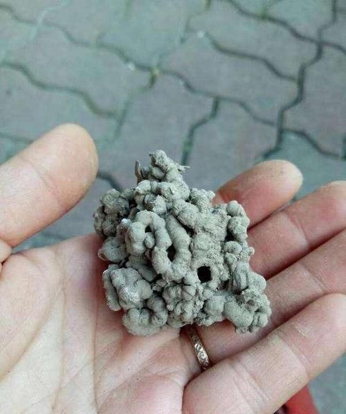 『园土』用一种动物粪便养花,1-2 年不用施肥换土,氮磷钾含量是园土7 倍