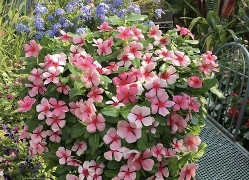  便宜■阳台春天养“2种花”，一棵开花上百朵，便宜又好养，几乎不花钱