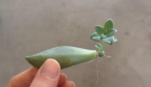  『植物的叶片』用塑料瓶来水培多肉植物叶片，快速促进生根，长芽后就可转土培