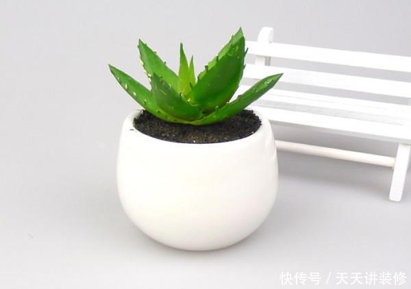 【顽强】什么花卉生命力顽强,适合在家里栽种?