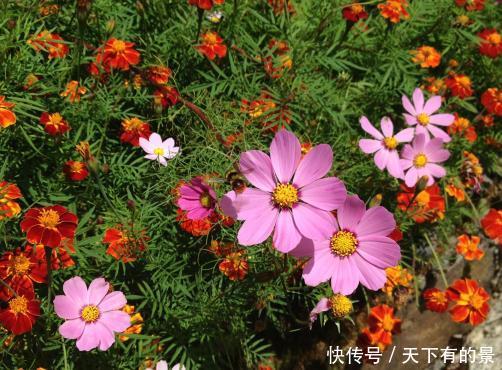  『试试』谁说封闭阳台养不好花，试试这4种，沾土就能活，开花美翻天！