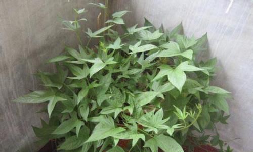  窗帘■“1种菜”种阳台，枝条窜到“1米长”，看着像“窗帘”，比文竹美