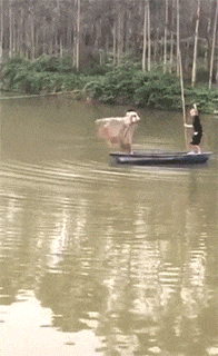 搞笑@搞笑GIF:事实证明光脚的玩不过穿鞋的!
