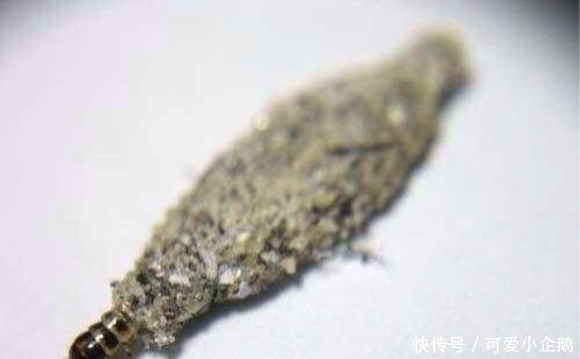 在家如果发现这样的虫子，千万别忽视，可以尽量避免损失
