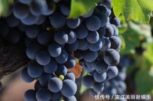 「葡萄」女人不想满脸皱纹,多吃四种水果,舒展皮肤,重回十八岁!