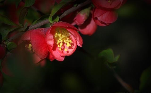 这九首描写春天景色的诗词，虽短却韵味无穷无尽，你读过几首