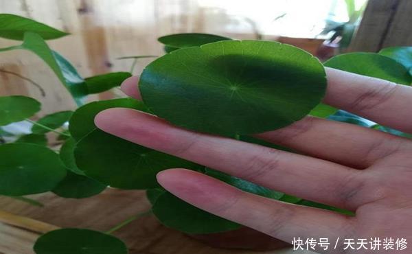 「疏松」养铜钱草容易爆盆,有的人却养得疏松零星,原来缺少了这种方法!