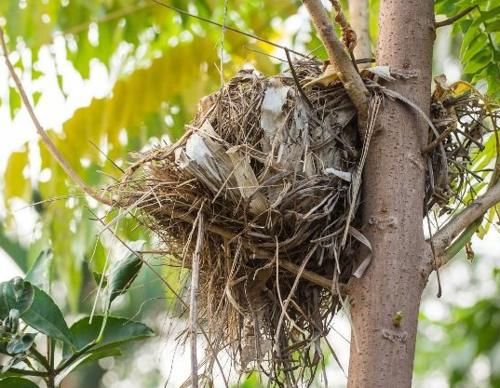  #雨淋#农村树上的鸟窝，为什么多数开口是朝上的，不怕雨淋吗？