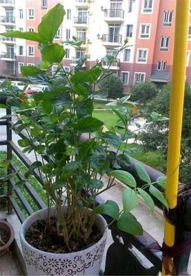  『虚弱』茉莉花“虚弱”的3个阶段！不能晒！越晒越傻
