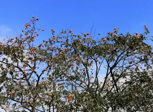 国内最“香”的古村，数百株桂花四季芳香，沁人心脾让人眷恋无比