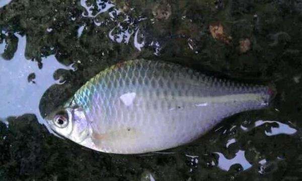  『肚子』小时候最讨厌钓到鳑鲏鱼, 离水几分钟就会烂肚子