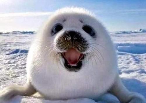 这个湖中有多种海洋生物，蓄水量相当于19个渤海，还能直接饮用