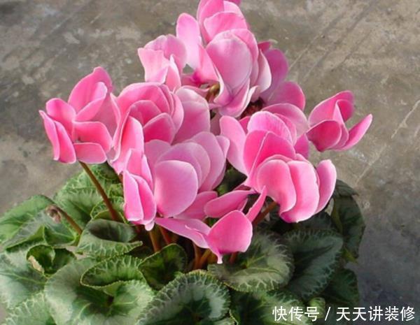 栀子花:这4种花不好养,买了也是浪费钱,不要被商家忽悠了!