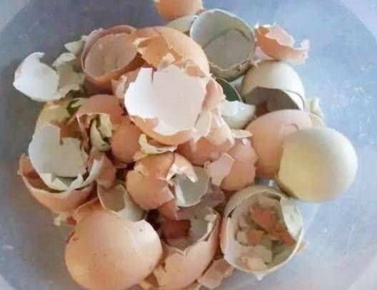  「去除」鸡蛋壳丢在热水壶中，不管水壶内水垢有多少，快速去除简单又有效