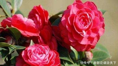  『种爱』3种爱“喝醋”的花，30天能吃一斤，叶片青翠，开花旺，长得飞快