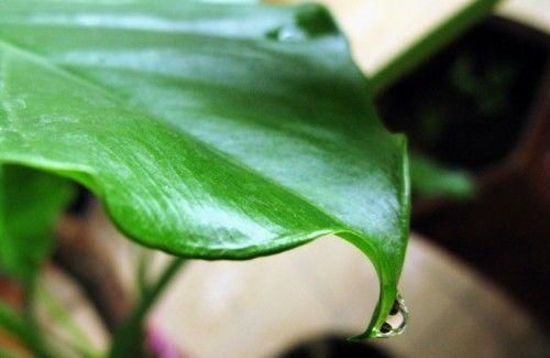  #滴水#滴水观音叶态很美，想养到开花，养护的重点，大家别忽略