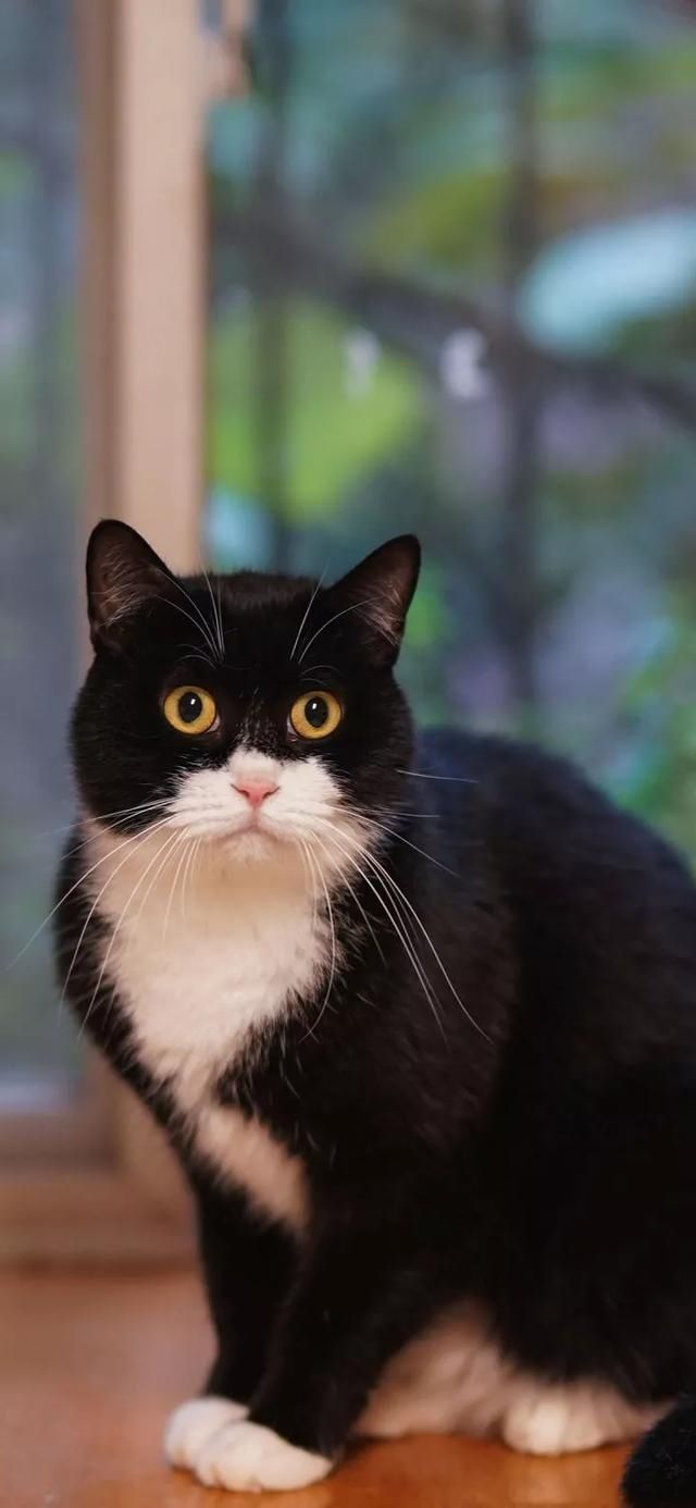  『星球』80张超可爱的猫咪壁纸丨我来自喵星球，来地球只是为了遇见你