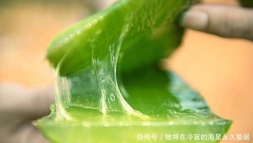  「随便」芦荟优势多多，这五个品种随便养，容易成活用处多