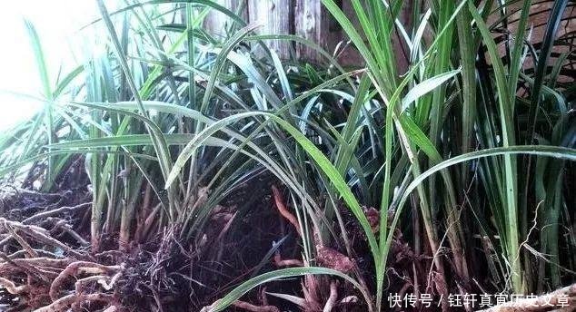  「深盆」野生兰花的根都不深，可为什么种植都用深盆这么说就明白了