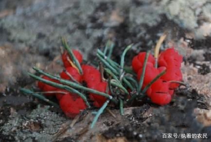  果子：它在民间不是普通物，价值高得很，真的好珍贵，请高抬贵