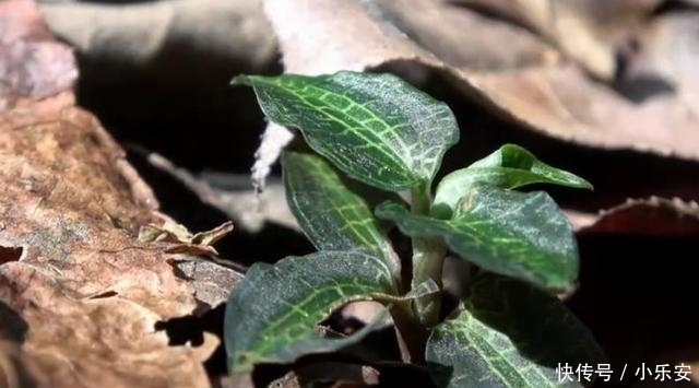  #见到#1种野草被称为“软黄金”，农村树下就有，见到了别踩，很