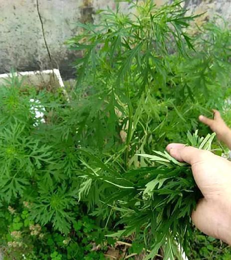舒适■厕所异味重、病菌多,养上这“3种”植物,家庭变得舒适又健康!