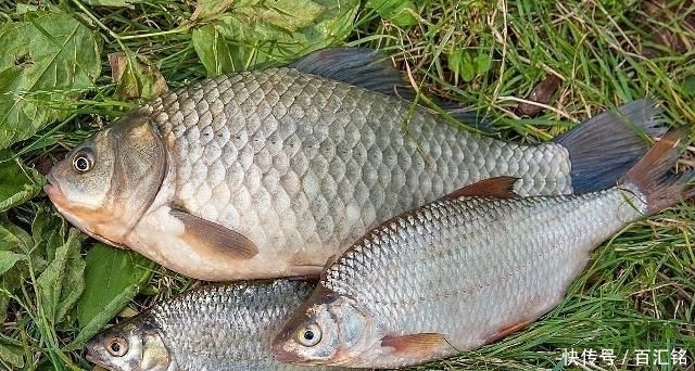 【食物】钓鱼技巧，野外该如何钓鲤鱼