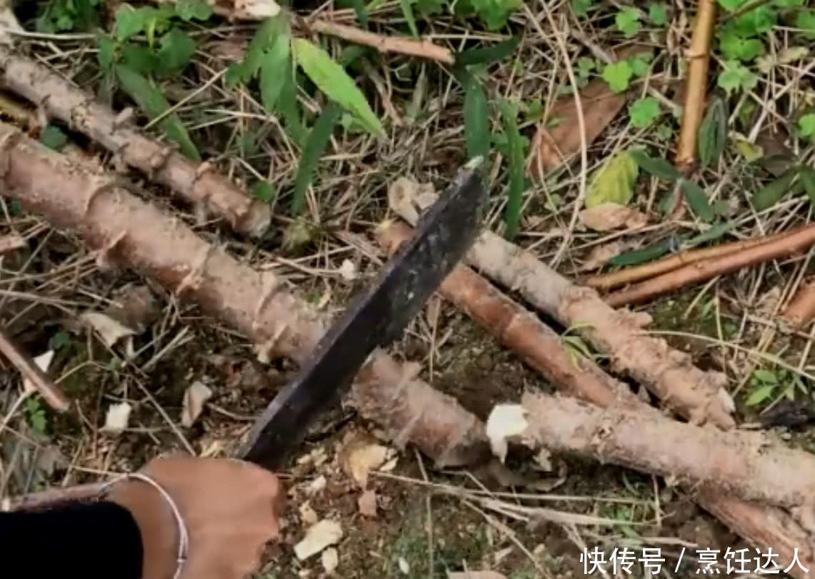  侵权请告知删除|农村妹子种植南方特产“木薯”，一亩产量几千斤