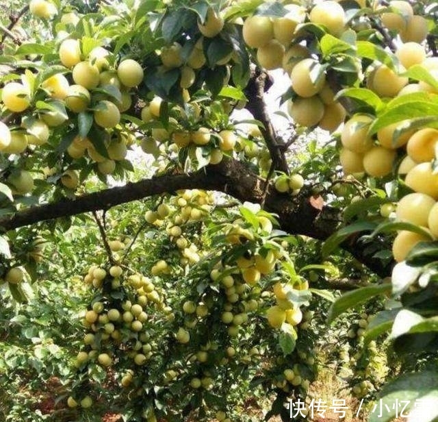 这是25年前的老品种：一位农民多年前种下的树 你们认识这种果吗