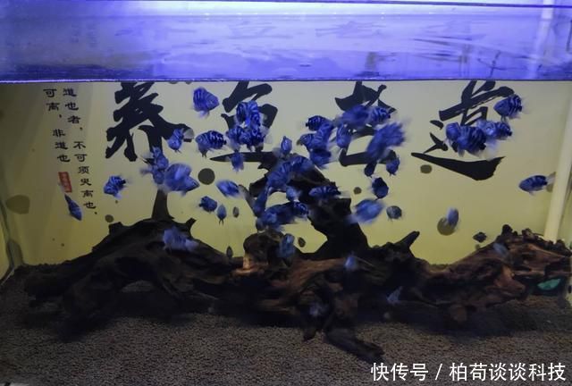  『适合』饲养观赏鱼有一种换水方式，叫做蜻蜓点水式，适合哪一种情况？
