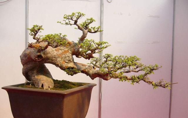  [要注意]树桩盆景什么最重要？“造景”是第一位，人工造景需要什么技巧？