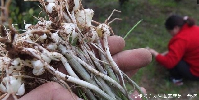  「春天」野生的“小根蒜”价值在根茎，怎么吃都下饭，春天正好冒新芽