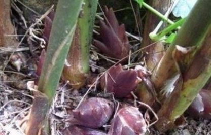  #农民#农民五年前无意间开始种它，如今靠它年赚二十万