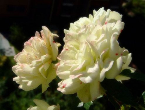  『姬小菊』养花养个“秀丽”的，花香幽香暗淡，年年开花不断，花色多又艳