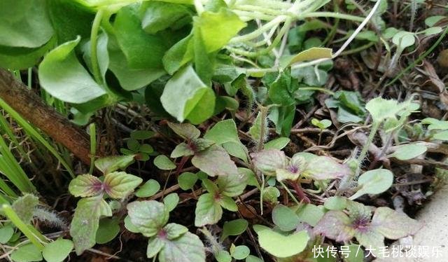  [竟然]这两种野草和配菜，在花盆都能长得很茂盛，竟然浑身是宝