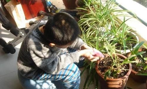  自带：别再用自来水养花了，这3种水自带肥料，啥花都能养，越浇越旺